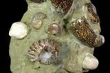 Tall, Aesthetic Cluster Of Polished Ammonite Fossils #117486-4